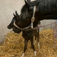 Our little colt has a new mum !